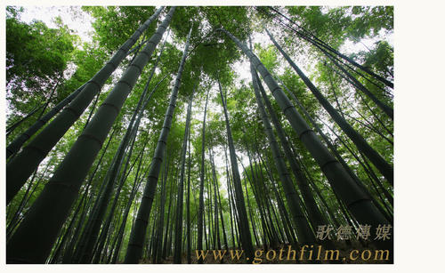 仿制石山学院文凭毕业证
